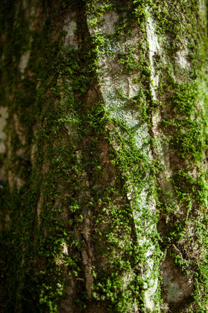 Close Up of an Oak Trunk Covered with Green Mossの写真素材