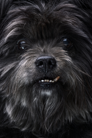 Portrait of a Black Mongrel Dog with Crooked Canineの写真素材