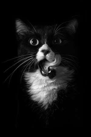Black and White Cat with Its Tongue Outの写真素材