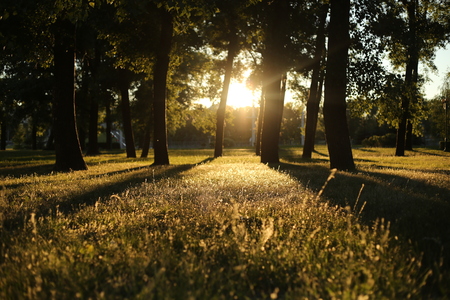 sunset behind tree in the forestの写真素材