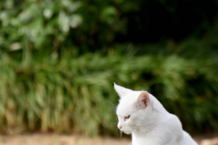 White Dreamerの写真素材