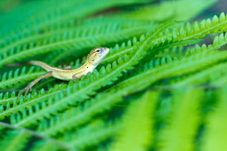 Chameleon on leaf fern