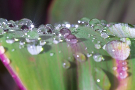leaf with rain dropsの写真素材