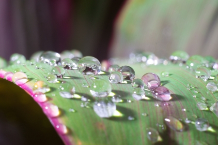 leaf with rain dropsの写真素材