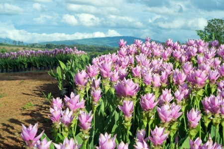 siam tulip flower.の写真素材
