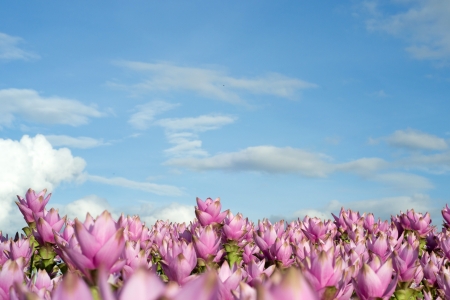 siam tulip flower.の写真素材