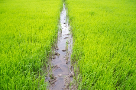 Rice cultivationの写真素材