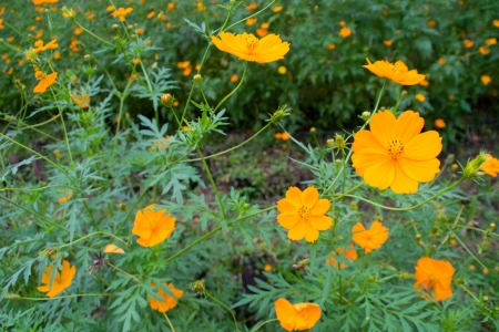 Cosmos flowersの写真素材