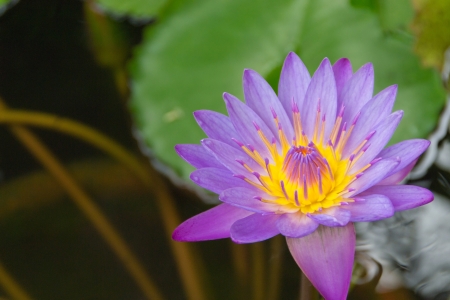 Lotus flowerの写真素材
