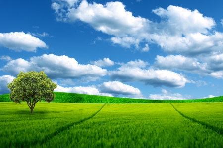 green field and blue skyの写真素材