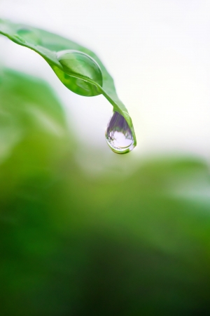 Drops of water from the leaves の写真素材