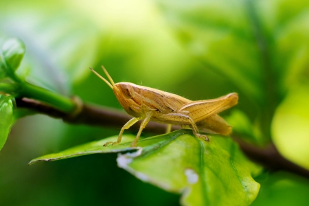 Closeup Grasshopper on green leaf の写真素材