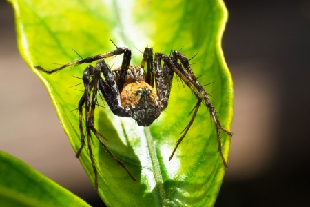 closeup spider on the leafの写真素材
