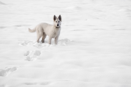 White Shepherd Dog