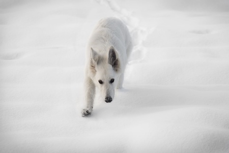 White Shepherd Dogの写真素材