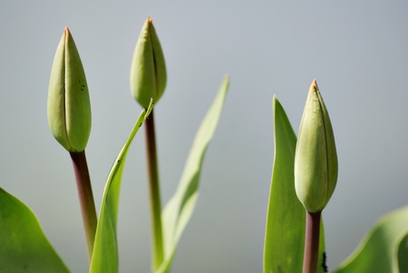 Unmature tulips の写真素材