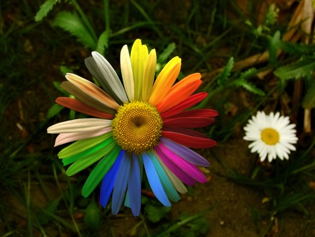Colofrul daisyの写真素材