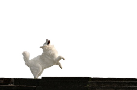 Happy caucasian shepherd dogの写真素材
