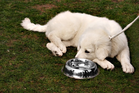 Hungry white puppy of caucasian shepherd dog