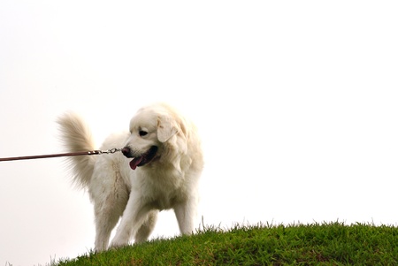 Happy caucasian shepherd dog