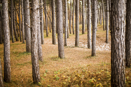 Forest without leavesの写真素材