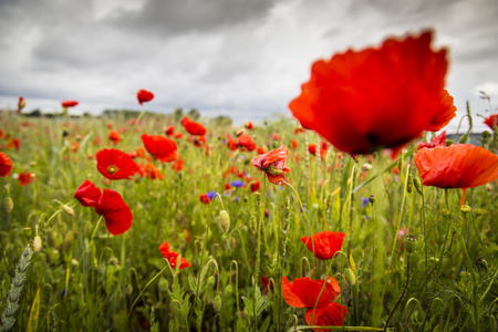 Red flowers on the meadowの写真素材