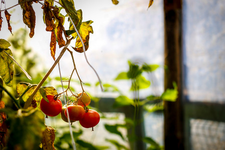 Natural tomatoe close up macroの写真素材