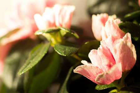 Azalea close up macroの写真素材