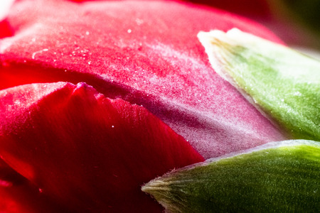 Huge close up macro of carnationの写真素材