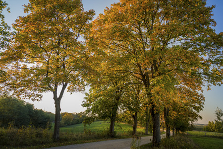 Misty road in the villageの写真素材