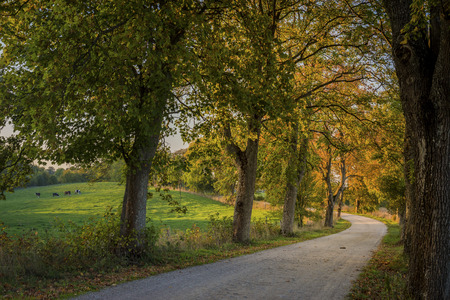 Misty road in the villageの写真素材