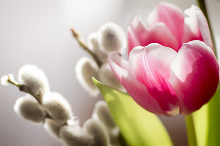 Tulips and catkinの写真素材
