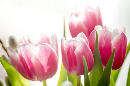 Tulips on the white backgroundの写真素材