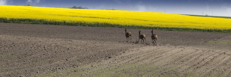 Fast photography of running away roe deers straight into the field of yellow colza.の写真素材