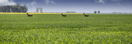 Fast photography of running away roe deers straight into the field of yellow colza.の写真素材