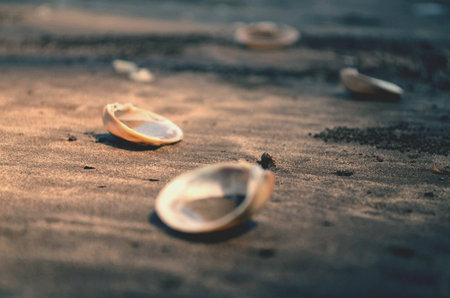 shell on beachの素材