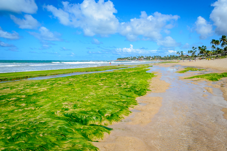 Beaches of Brazil - Porto de Galinhas, Ipojuca - PEの写真素材