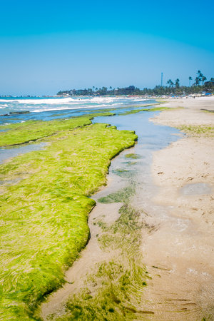 Green algae on the sandy beach of the Atlantic Ocean in Porto de Galinhas, Pernambuco - Brazil