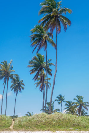 Coconut palm trees on a tropical beach with a blue sky background, Porto de Galinhas, Pernambuco - Brazilの写真素材