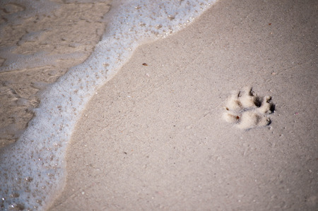 Paw Print On Beach before wave hitsの写真素材