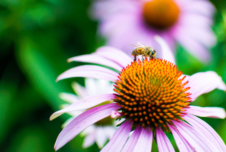 Lavender Coneflower with a Bee on itの写真素材