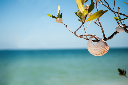 Shell In Tree ocean horizonの写真素材