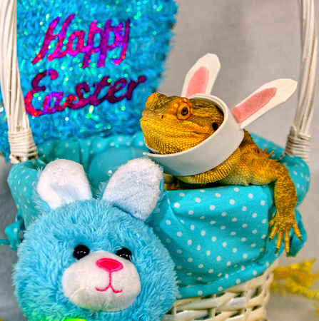 Bearded dragon with bunny ears celebrating easter with a rabbit and basket