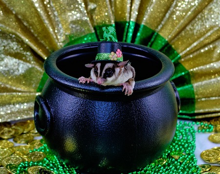 Furry Sugar Glider Leprechaun guarding a pot of gold in a hatの写真素材