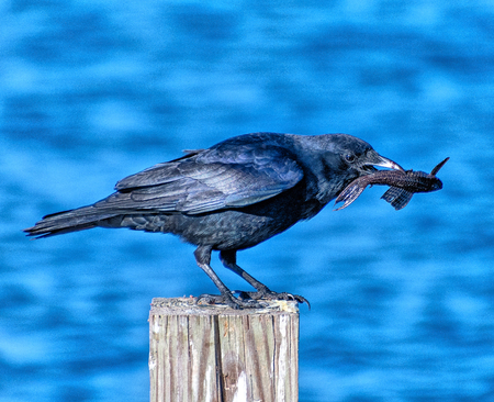 Crow eating a fishの写真素材