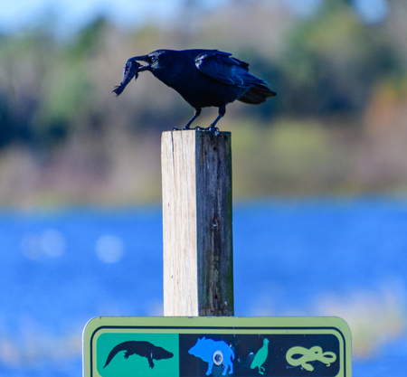 Crow eating a fish on top of a signの写真素材