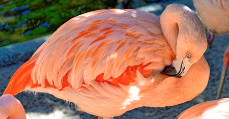 Flamingo bird pink standing up at sunken gardens in Saint Pete floridaの写真素材