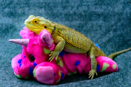 Bearded Dragon riding a stuffed Unicorn