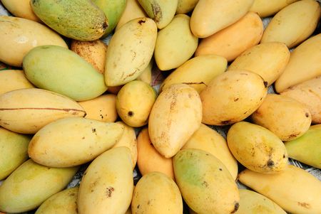 Ripe Mangoの写真素材