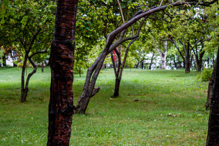 Leisure park area with trees and lawn after rainの写真素材